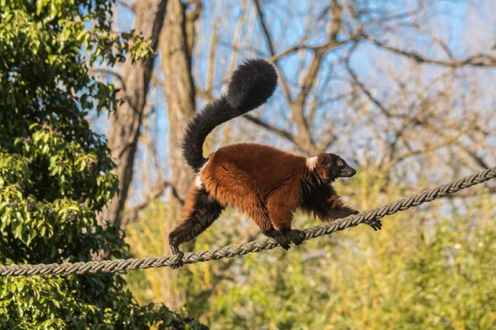 Hellabrunn ab 1. Mai wieder für Besucher geöffnet Hellabrunn ab 1. Mai wieder für Besucher geöffnet