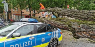 Schwabing: Baum fällt auf Streifenwagen