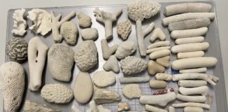 Flughafen München: Rund 7 Kilogramm Korallen vom Zoll sichergestellt