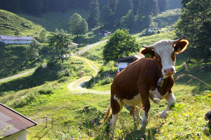Naturschutzgebiet Geigelstein feiert 30-jähriges Jubiläum Naturschutzgebiet Geigelstein feiert 30-jähriges Jubiläum