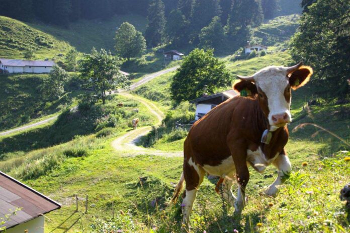 Naturschutzgebiet Geigelstein feiert 30-jähriges Jubiläum