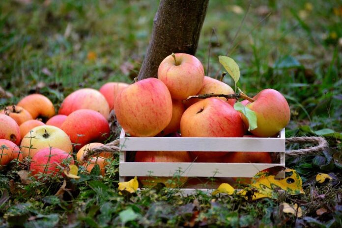Streuobstwiese: Wertschätzung als Immaterielles Kulturerbe Streuobstwiese: Wertschätzung als Immaterielles Kulturerbe