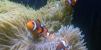 Fisch-Kinderstube im Hellabrunner Aquarium