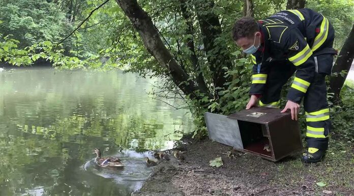 Elster attackiert Entenfamilie - Feuerwehr kommt zu Hilfe Elster attackiert Entenfamilie - Feuerwehr kommt zu Hilfe
