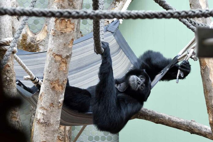 Siamang_Hellabrunn 2021