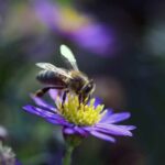 Stadtgebiet München: Amerikanische Faulbrut (Bienenseuche) festgestellt