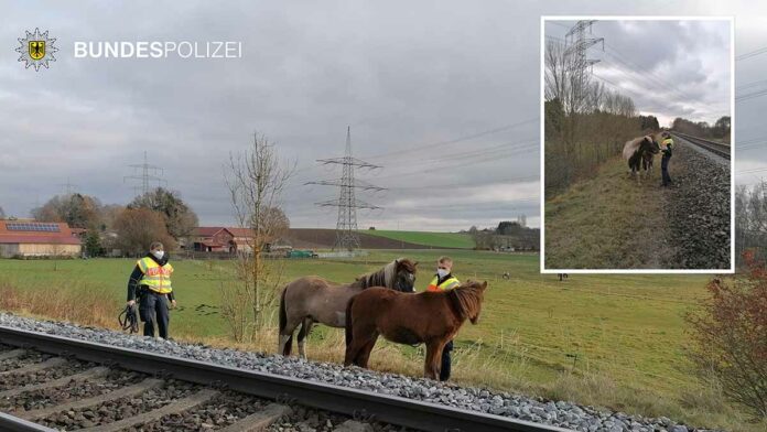 Pferde auf Abwegen - Bundespolizei fasst flüchtige Islandponys