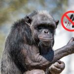 Der Münchner Tierpark Hellabrunn begrüßt Böllerverbot zum Jahreswechsel 2025/2026 Hellabrunn bittet Münchner Bürger um Rücksichtnahme auf Tiere