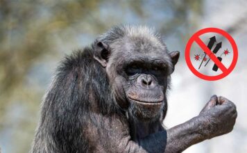 Hellabrunn bittet Münchner Bürger um Rücksichtnahme auf Tiere