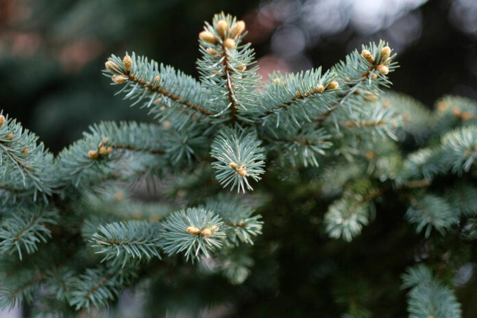 Nach dem Fest: Hier können Christbäume entsorgt werden