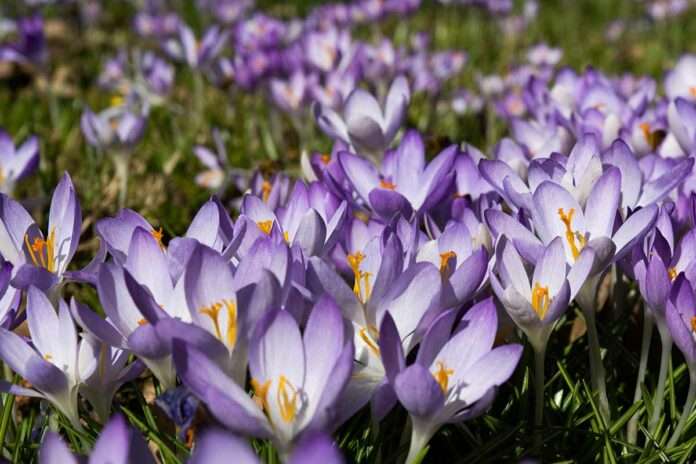 Frühling im Botanischen Garten München-Nymphenburg: Ab dem 27. März beginnt die neue Saison