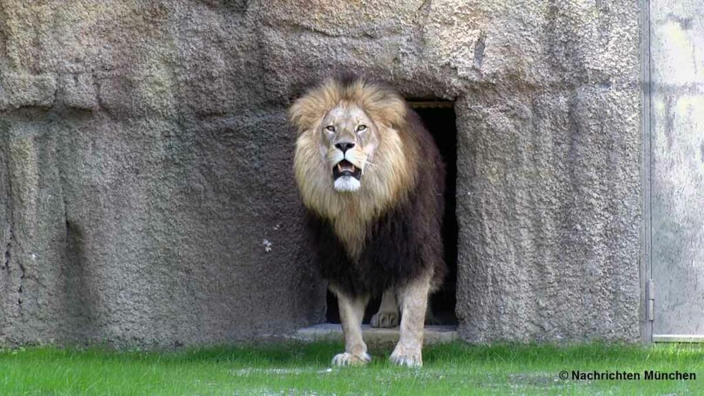 Tierpark Hellabrunn: Löwenanlage eröffnet