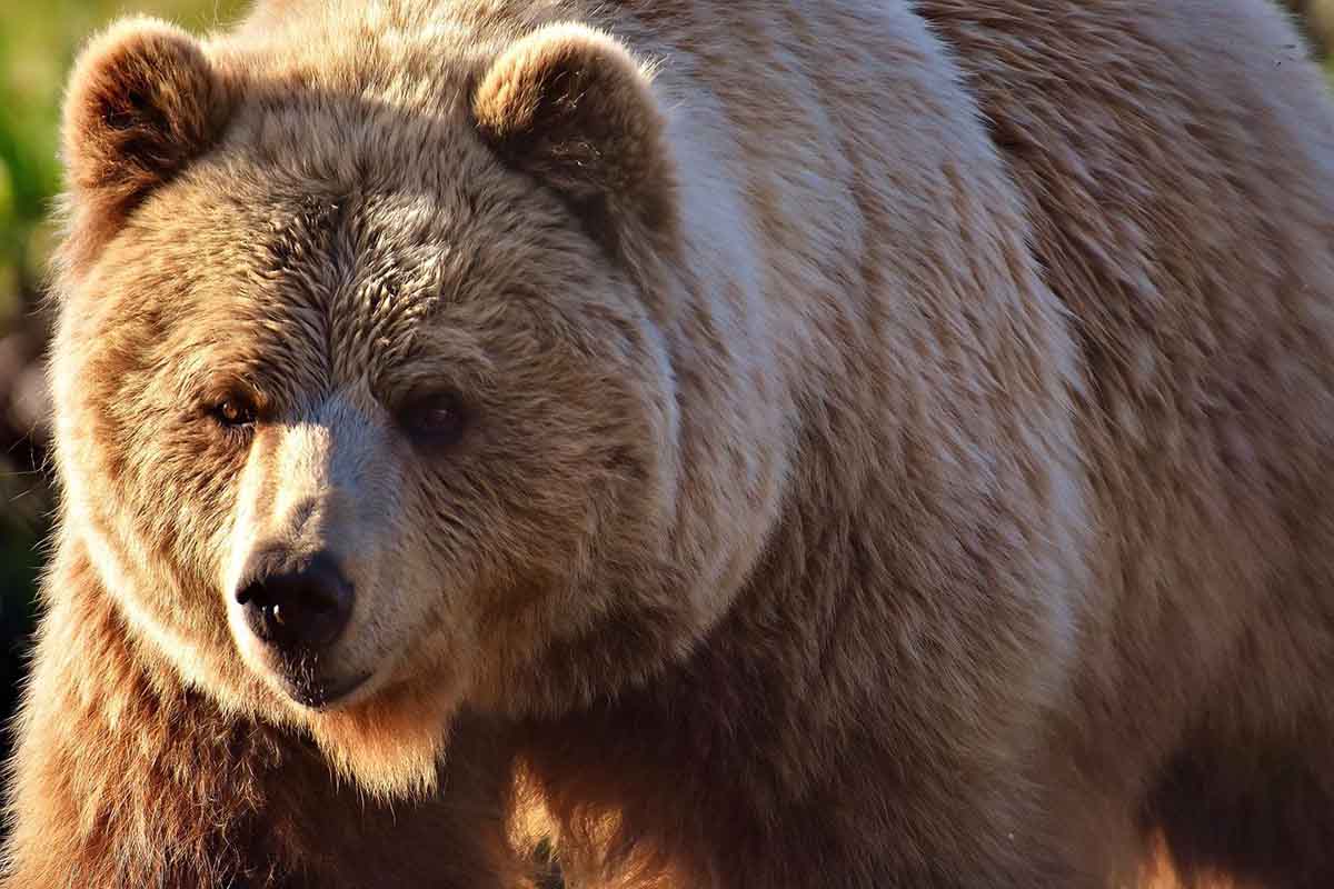 Orso bruno avvistato nel distretto di Garmisch-Partenkirchen