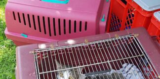 Bogenhausen: Katzen aus brennender Küche gerettet