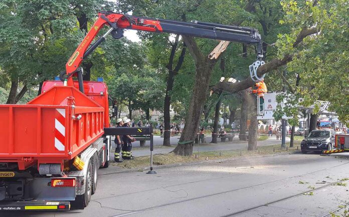 Haidhausen: Baum landet auf Stromleitung