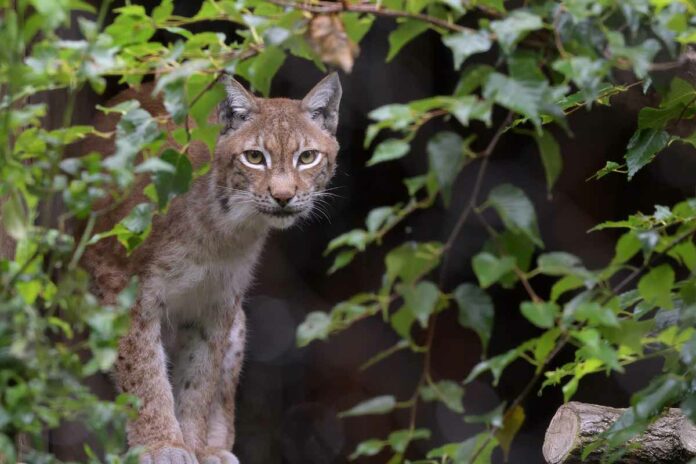 Ein Hellabrunner Luchs im Fokus der Wissenschaft Ein Hellabrunner Luchs im Fokus der Wissenschaft
