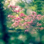 Traditionelle Japanfest am 17.07.2022 im Englischen Garten