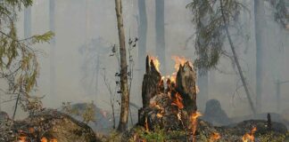 Herrmann warnt vor hoher Waldbrandgefahr