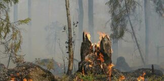 Herrmann warnt vor hoher Waldbrandgefahr