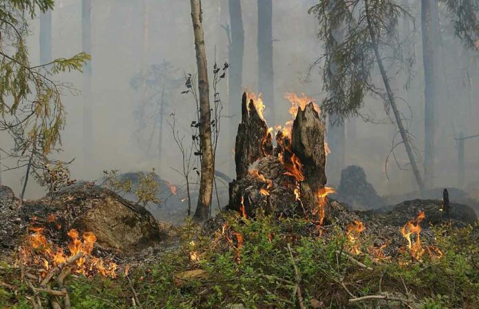 Herrmann warnt vor hoher Waldbrandgefahr