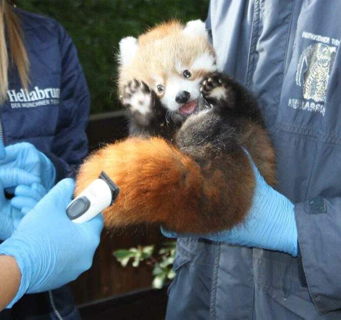 1+1=4: Zwillinge bei den Roten Pandas in Hellabrunn