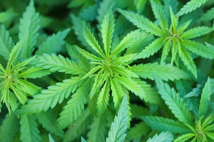 Bayerns Schulprojekt zur Cannabisprävention startet im November Bayerns Schulprojekt zur Cannabisprävention startet im November