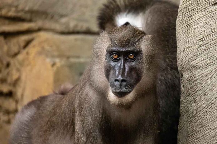 Tierpark Hellabrunn musste aus Gründen des Tierwohls sechs Drills einschläfern
