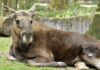 Hellabrunn begrüßt zwei neue Elche im Tierpark