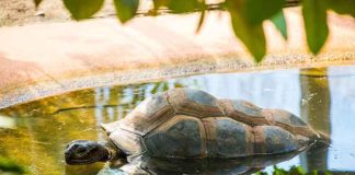 Hellabrunn eröffnet ab dem 24. Dezember wieder das Schildkrötenhaus