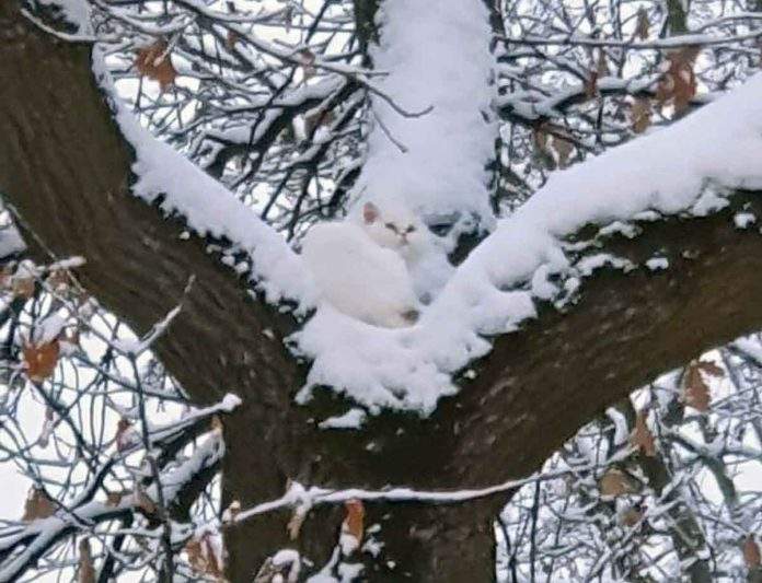 Allach: Feuerwehr rettet mit Drehleiter Katze vom Baum Allach: Feuerwehr rettet mit Drehleiter Katze vom Baum