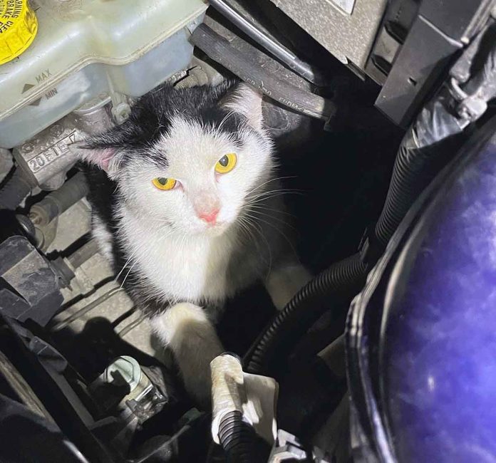 Katze im Motorraum