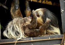 Der Nachwuchs bei den Zweifinger-Faultieren im Tierpark Hellabrunn ist ein Weibchen