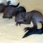 Fürstenried: Eichhörnchenbabys in Not