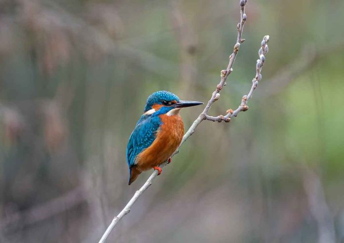 41 heimische Arten: Ergebnisse der Vogelerfassung der Naturschutz-AG im Tierpark Hellabrunn