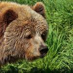Braunbär