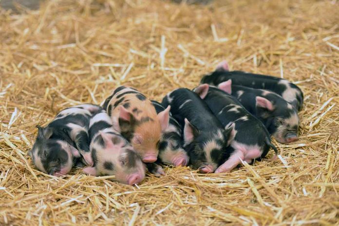Niedliche Schweinerei: Hellabrunn freut sich über Kunekune-Nachwuchs