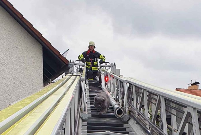 Katze führt Feuerwehr an der Nase herum Katze führt Feuerwehr an der Nase herum