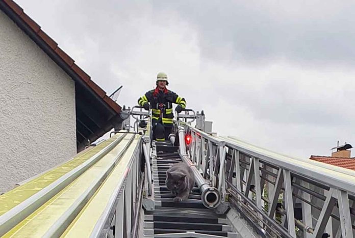 Katze führt Feuerwehr an der Nase herum