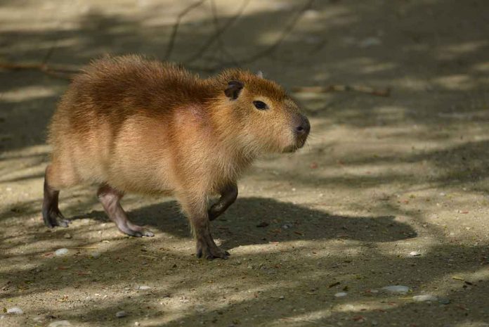 Ein neues Männchen für die Wasserschwein-WG in Hellabrunn