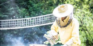 Weltbienentag 2023: Hellabrunn macht auf Bienenschutz für die summenden Helfer aufmerksam