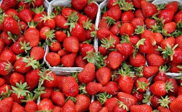 BUND-Erdbeertest: Giftige Verlockung im Körbchen - Viele Erdbeeren pestizidbelastet #BesserOhneGift