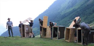 Von Hellabrunn nach Österreich: Erneut erfolgreiche Auswilderung eines jungen Alpensteinbocks