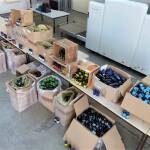 Empfindlicher Schlag gegen international agierendes Netzwerk von Händlern illegaler Dopingmittel Empfindlicher Schlag gegen international agierendes Netzwerk von Händlern illegaler Dopingmittel