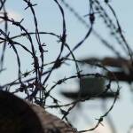 Strafrechtsreform: Ersatzfreiheitsstrafe wird halbiert