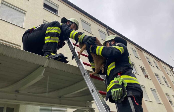 Kater Gismo auf Abwegen - Feuerwehr rückt an
