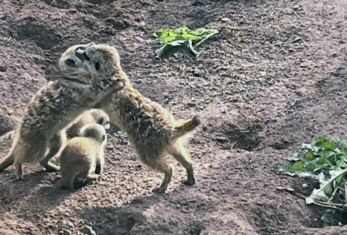 Nachwuchs bei den Erdmännchen in Hellabrunn: Aus vier werden sechs - mindestens! Nachwuchs bei den Erdmännchen in Hellabrunn: Aus vier werden sechs - mindestens!