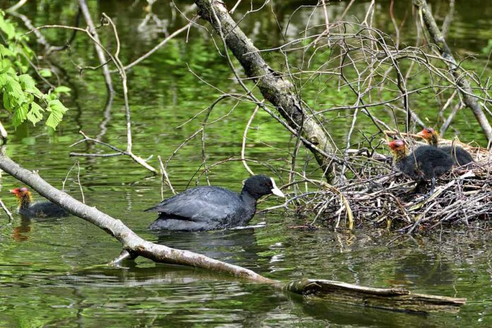 Bachauskehr: Inspektion durch Hellabrunner Naturschutz AG