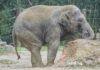 Tierpark Hellabrunn: Alles Gute zum dritten Geburtstag, Elefantenbulle Otto!