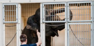Elefantenkuh Panang verlässt Hellabrunn
