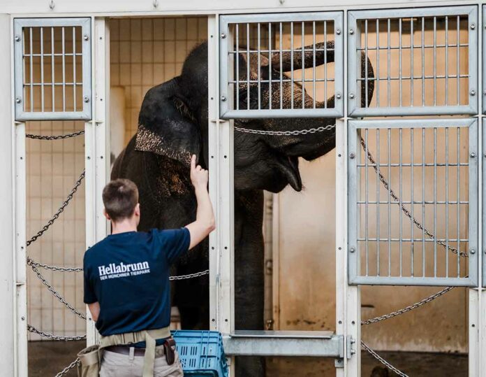 Elefantenkuh Panang verlässt Hellabrunn Elefantenkuh Panang verlässt Hellabrunn